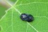 Penthimia nigra